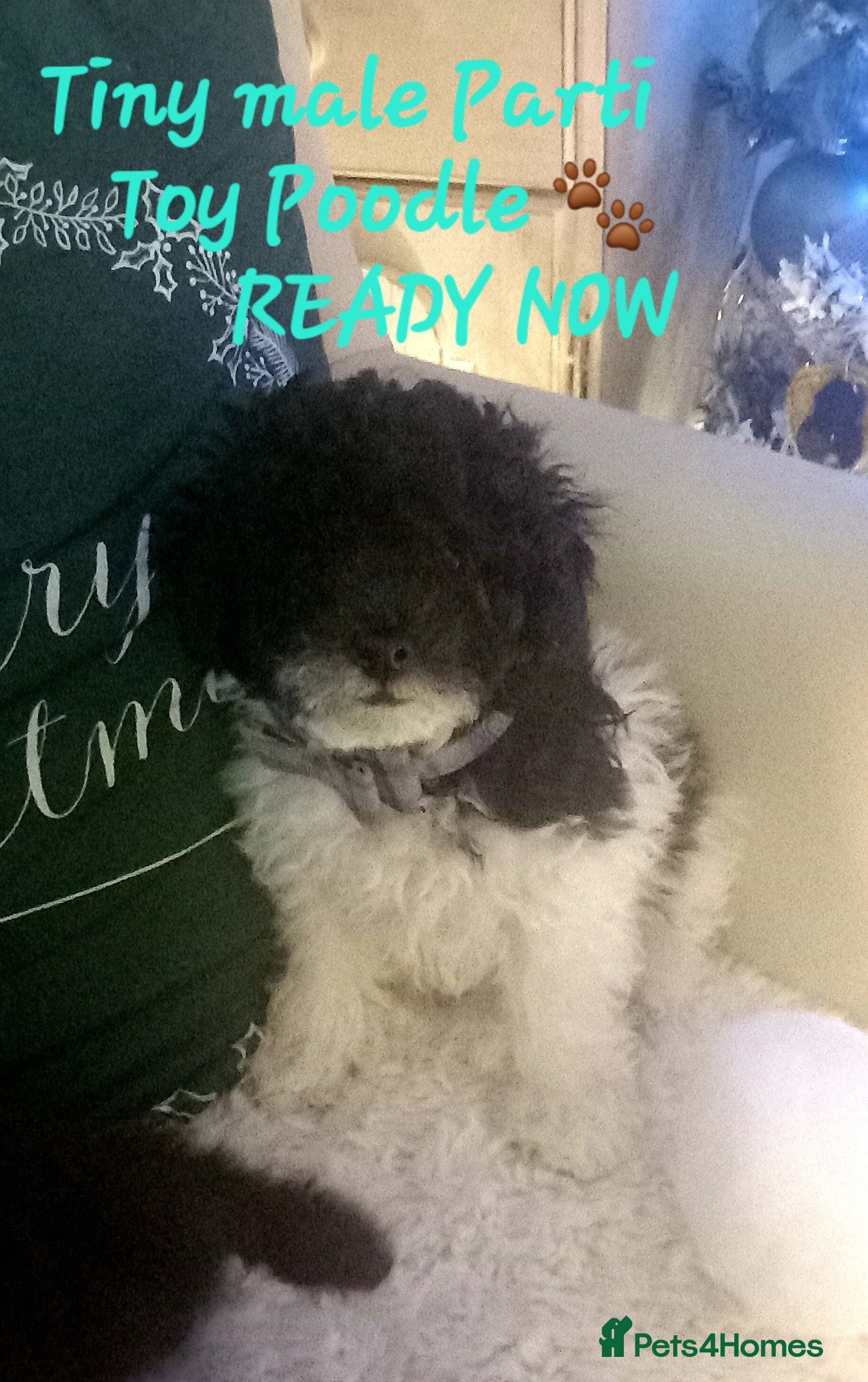 Toy Poodle dogs *1 LEFT*TINY MALE PARTI TOY POODLE*FULL PEDIGREE* - Advert 18