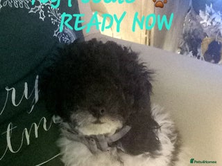 Toy Poodle dogs *1 LEFT*TINY MALE PARTI TOY POODLE*FULL PEDIGREE* - Advert 18