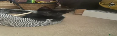 Eshu