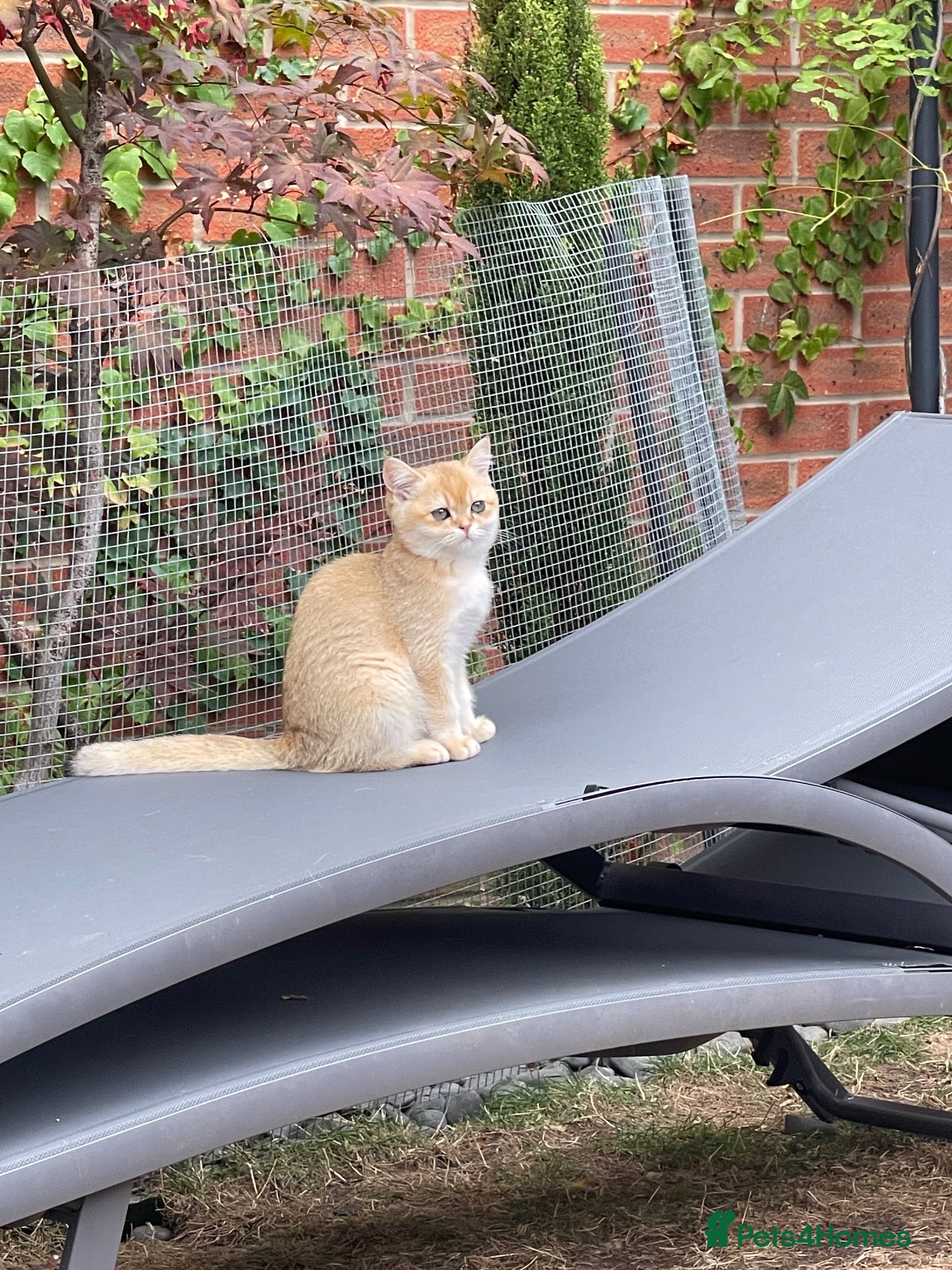 Scottish Fold cats for sale: PUREBRED GOLDEN CHINCHILLA SCOTTISH FOLD KITTENS  - Advert 2