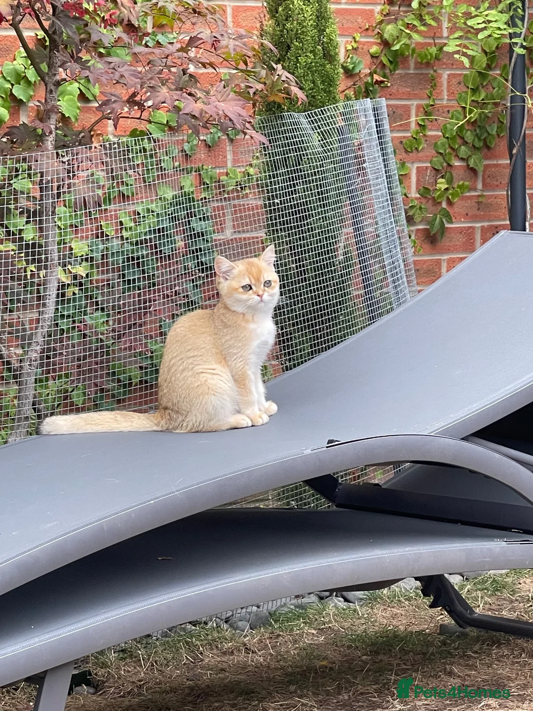 Scottish Fold cats for sale: PUREBRED GOLDEN CHINCHILLA SCOTTISH FOLD KITTENS  - Advert 1