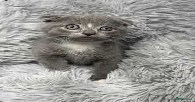 Scottish Fold cats - Advert 14