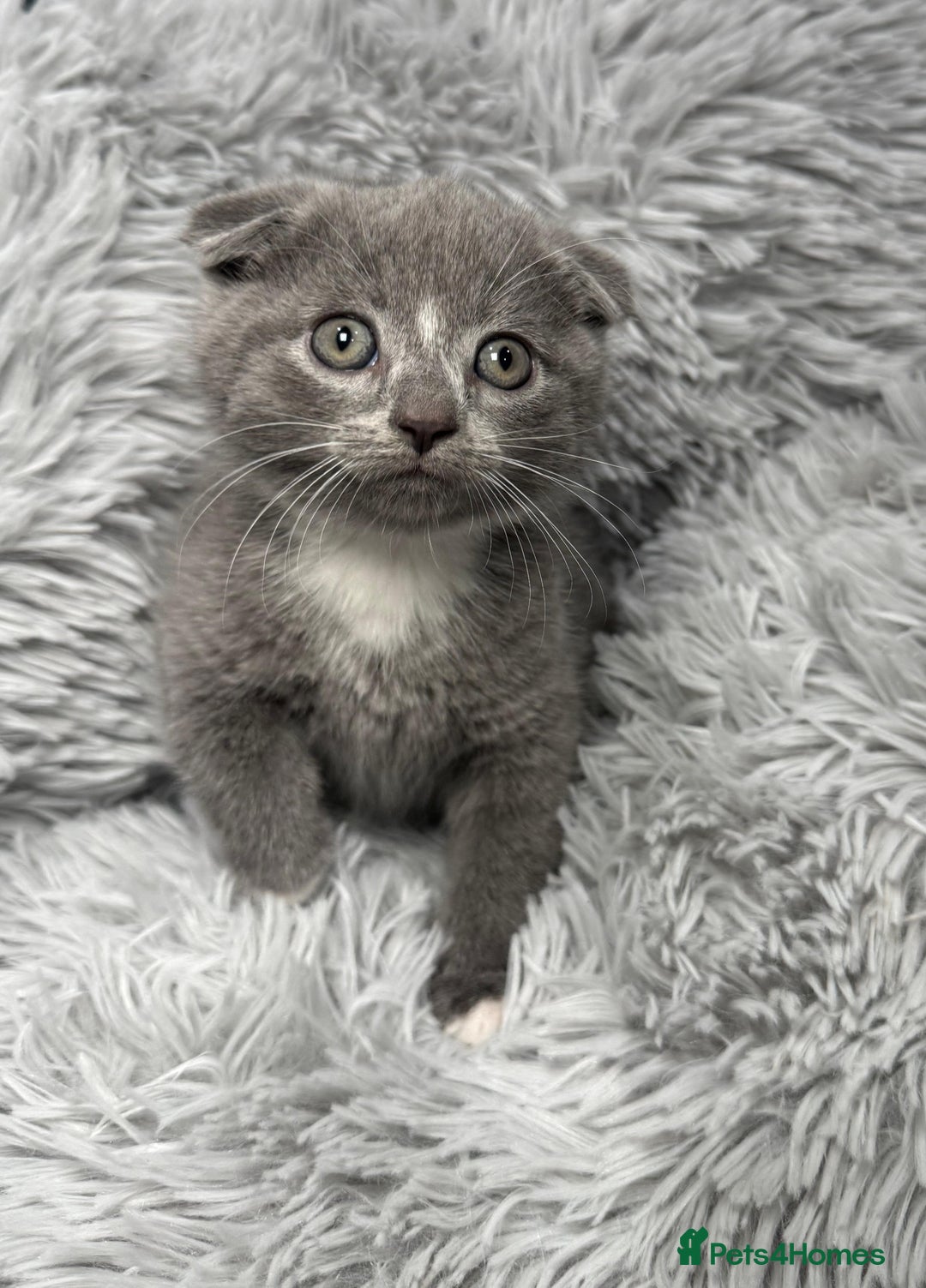 Scottish Fold cats for sale: Kittens - Image 2