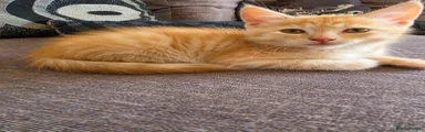 Ragdoll 1