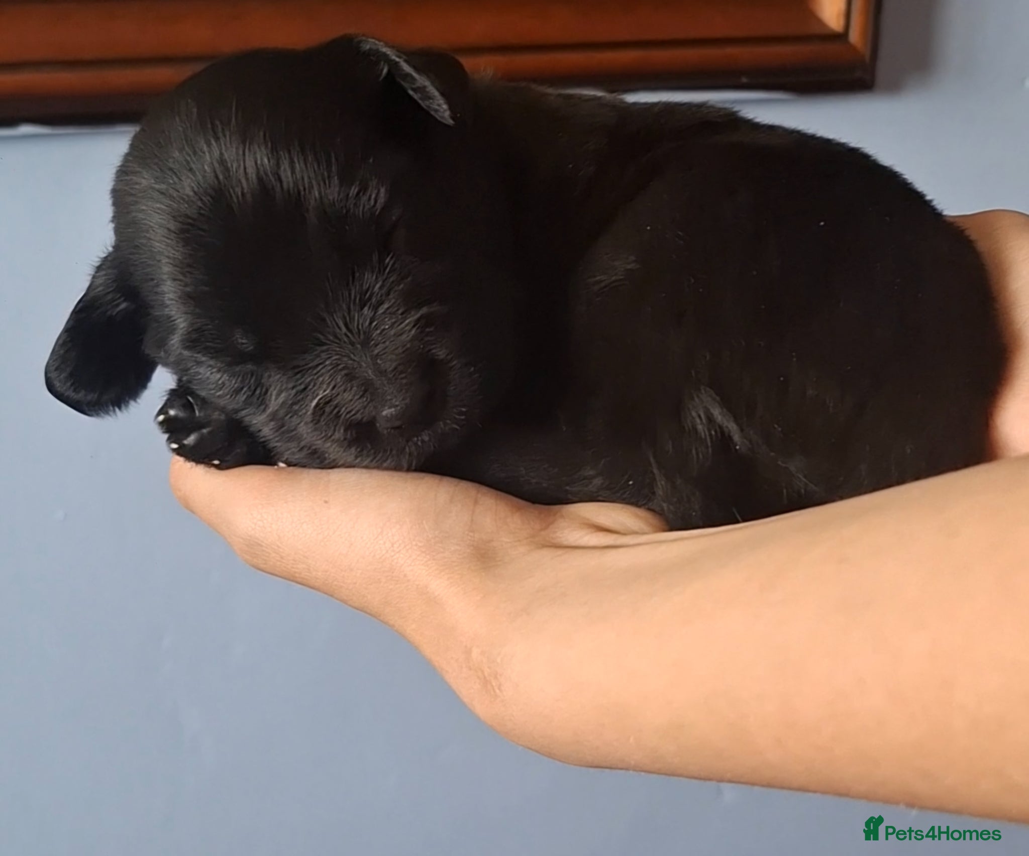 Sheprador dogs K.C registered German Shepherd × Labrodore pups  - Advert 1
