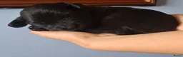 Sheprador dogs for sale: K.C registered German Shepherd × Labrodore pups  - Advert 13
