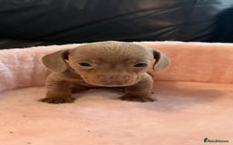 Miniature Dachshund dogs for sale: Miniature dachshund  - Image 4