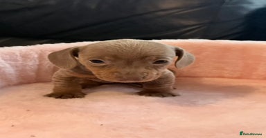 Miniature Dachshund dogs Miniature dachshund  - Advert 16
