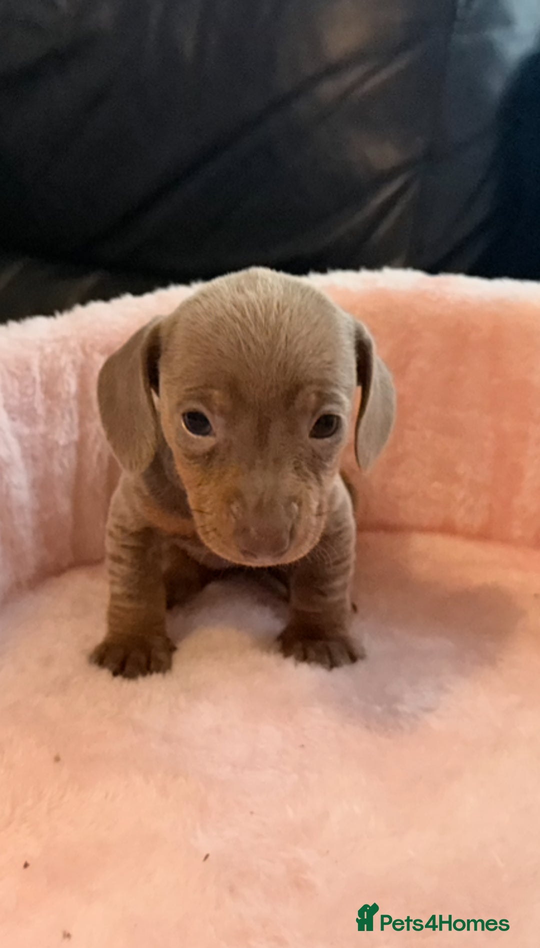 Miniature Dachshund dogs for sale: Miniature dachshund  - Image 4