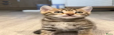 Bengal 3