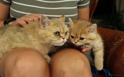 Exotic cats for sale: Beautiful golden male exotic kitten  - Image 4