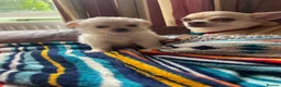 Chihuahua dogs for sale: Meet the Magnificent 7 - Advert 22