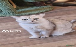 British Shorthair cats for sale: 10 Week Old British Shorthair X Kitten - Image 8