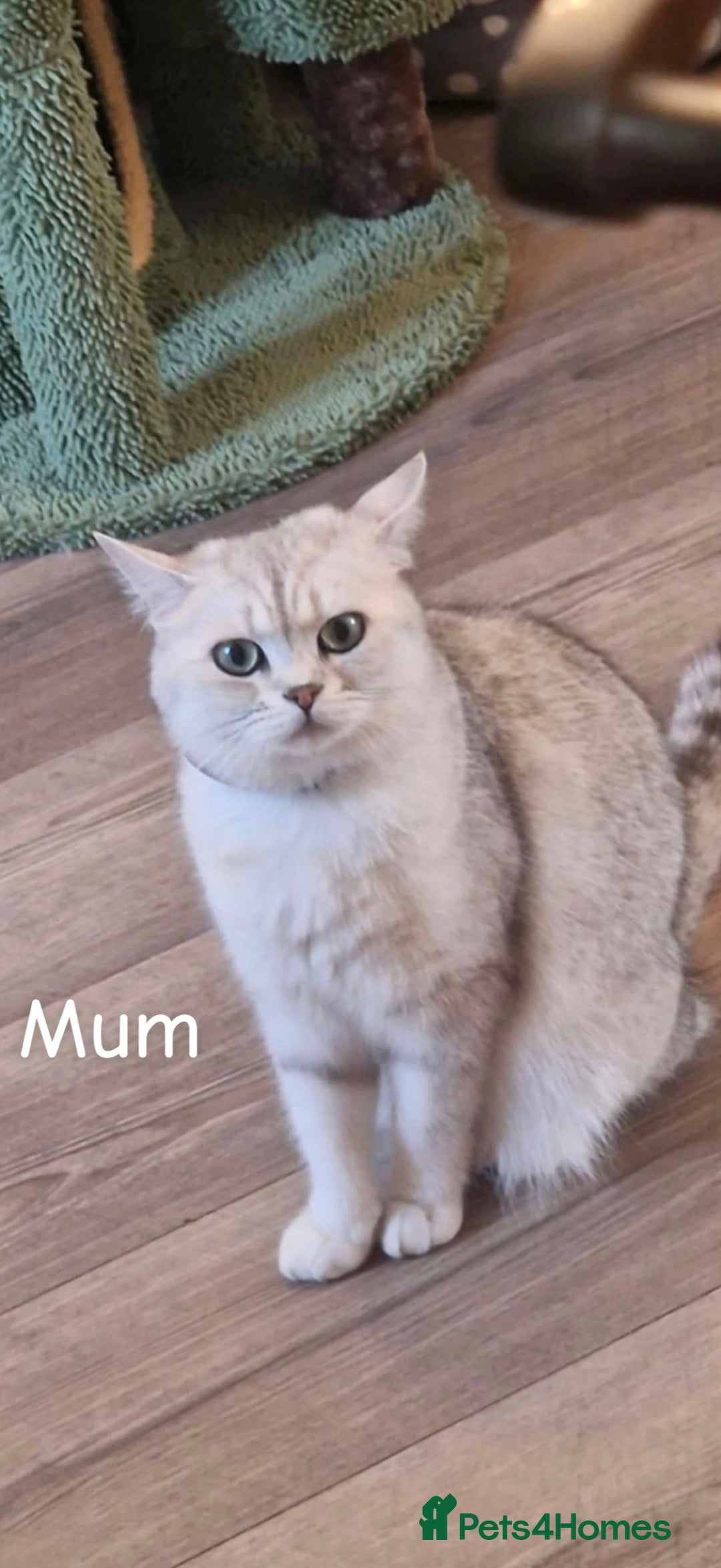 British Shorthair cats for sale: 10 Week Old British Shorthair X Kitten - Image 8