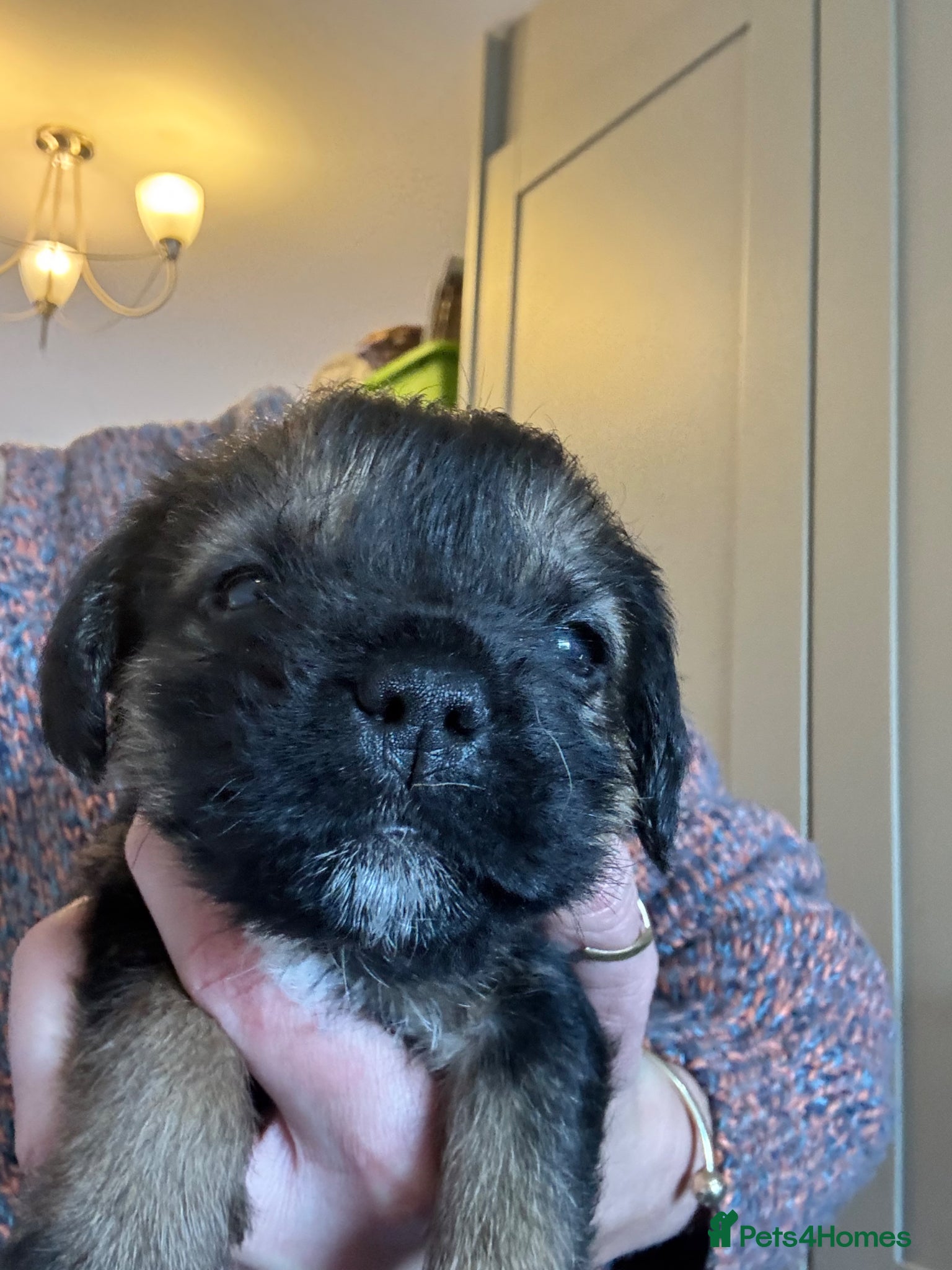 Border Terrier dogs KC Border Terrier Pups - Advert 3