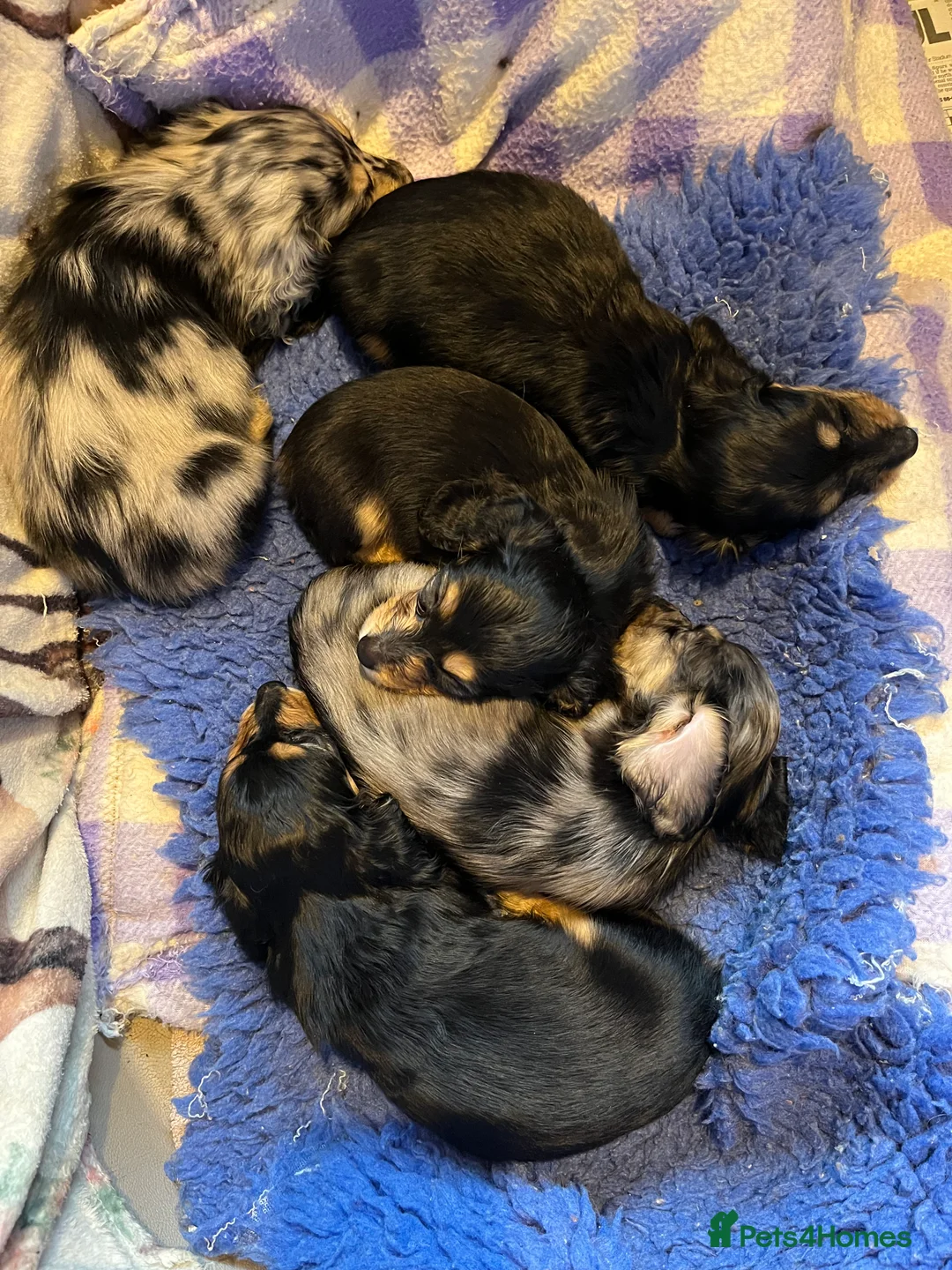 Dachshund dogs for sale: Miniature Longhaired Dachshund - Advert 7