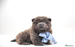 Chow Chow dogs for sale: Beautiful KC registered Chow Chow puppies  - Image 4