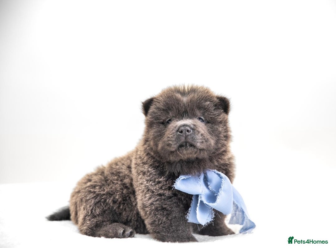 Chow Chow dogs for sale: Beautiful KC registered Chow Chow puppies  - Image 4