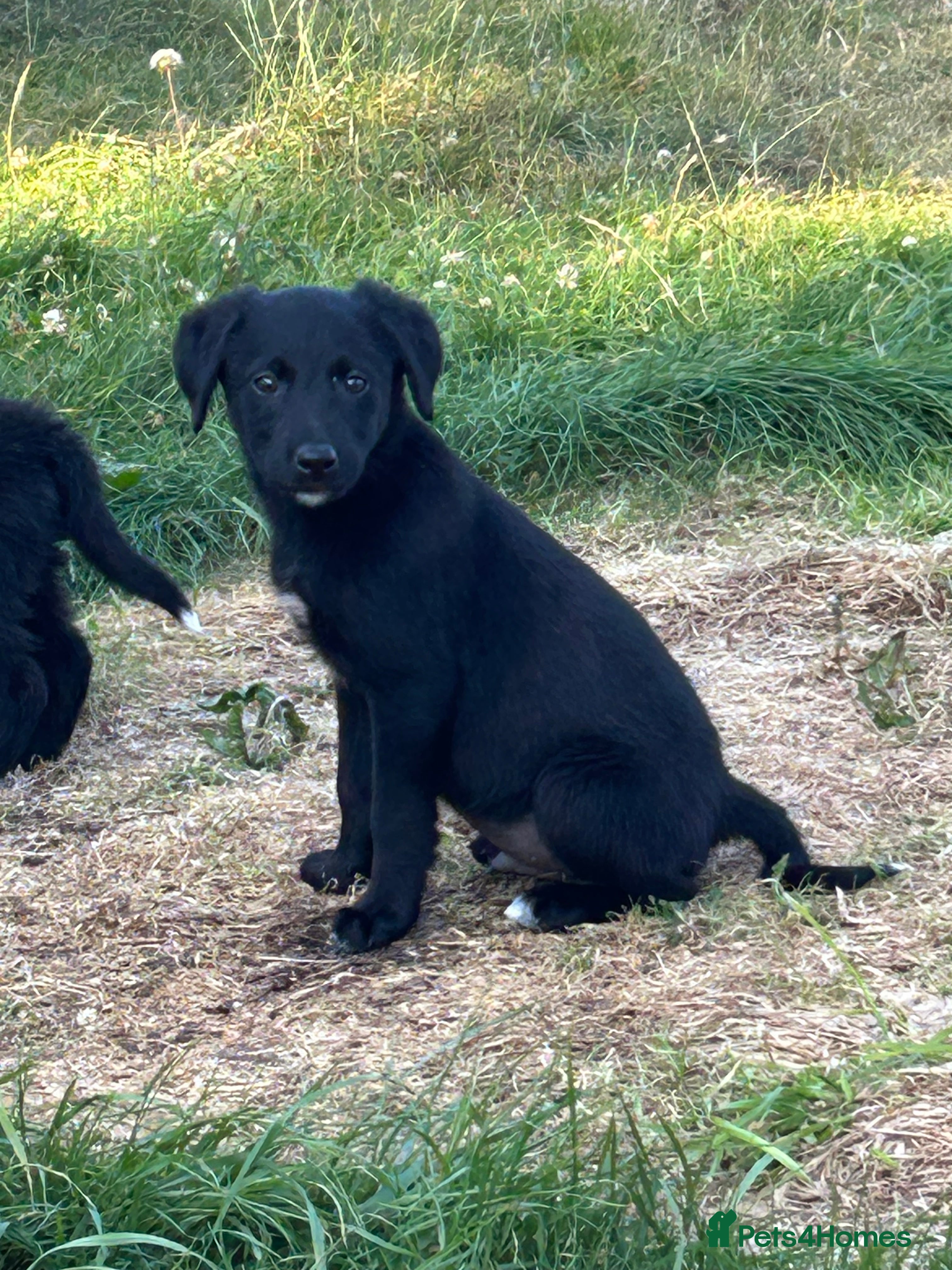 Borador dogs 1 male and 1 female Borador pups ready to go  - Advert 2