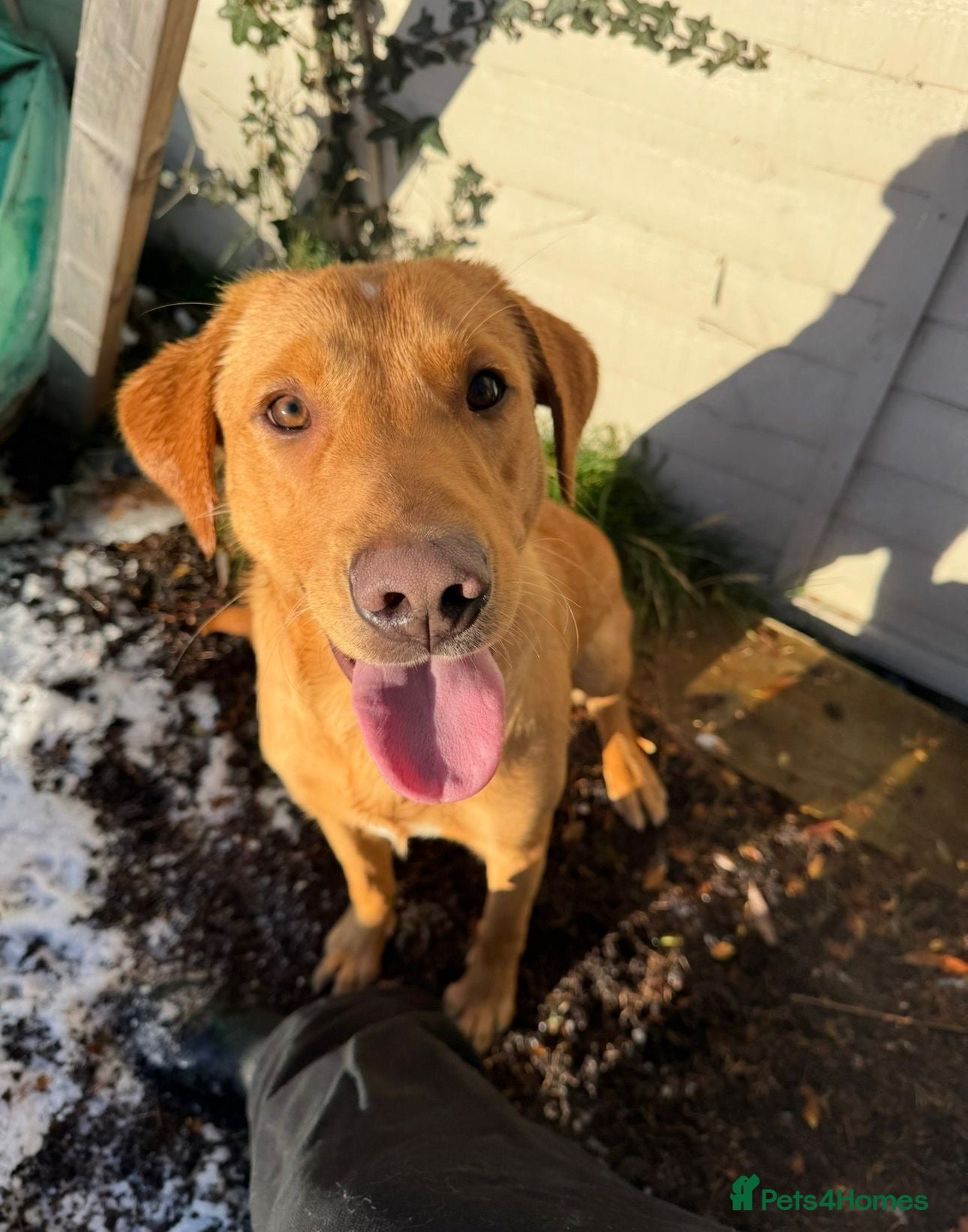 Labrador Retriever dogs Fox red Labrador for rehoming - Advert 3