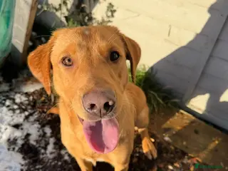 Labrador Retriever dogs Fox red Labrador for rehoming - Advert 3