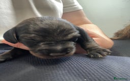 Dachshund dogs for sale: KC Registered Wirehaired Teckel Standard Dacshund  - Image 18