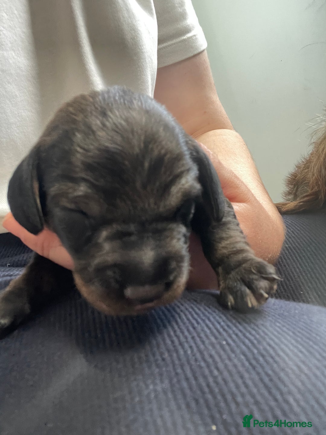 Dachshund dogs for sale: KC Registered Wirehaired Teckel Standard Dacshund  - Image 18