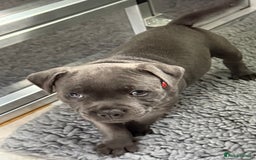 Staffordshire Bull Terrier dogs for sale: Paws Above The Rest  - Image 22