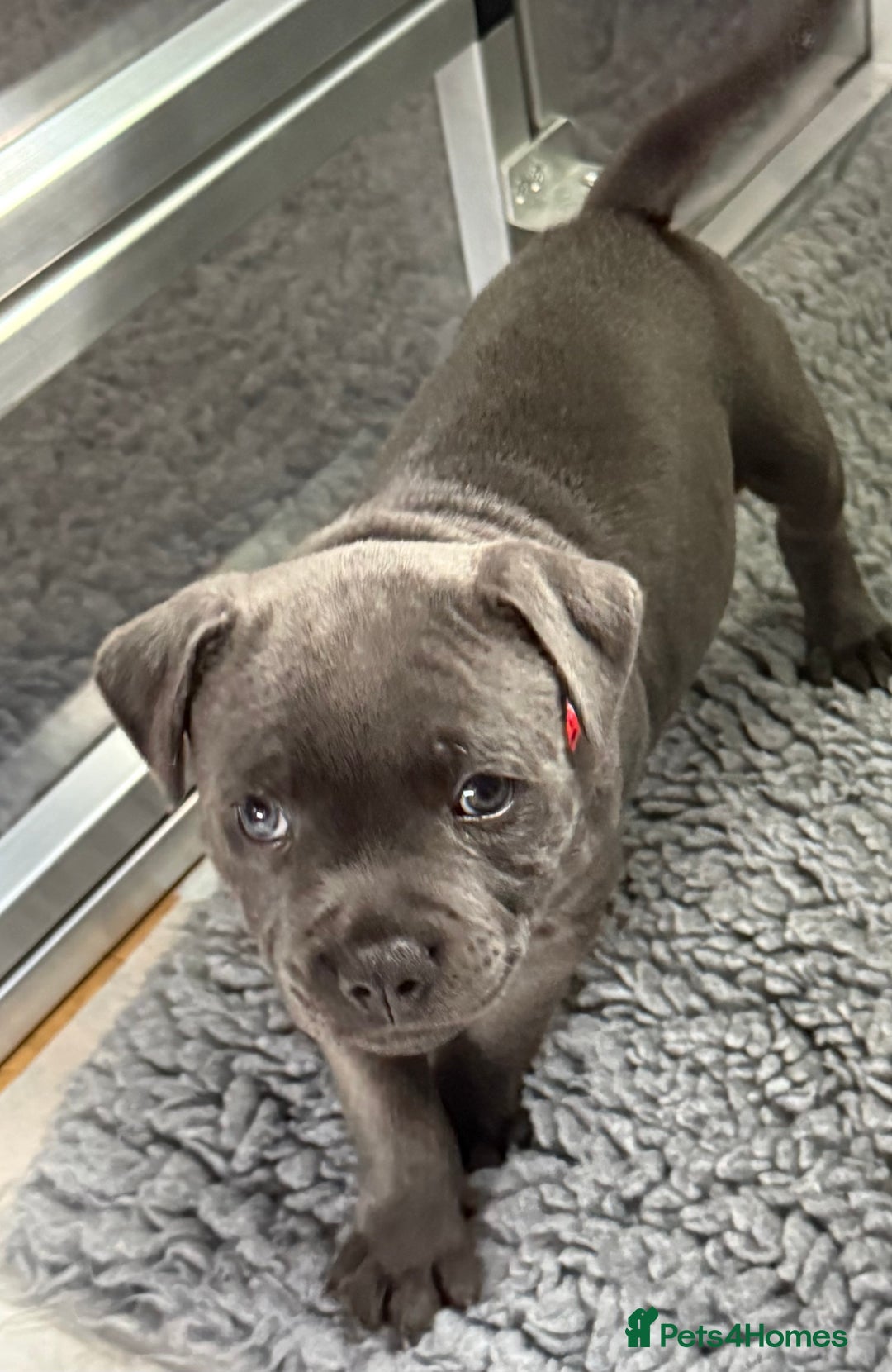 Staffordshire Bull Terrier dogs for sale: Paws Above The Rest  - Image 22