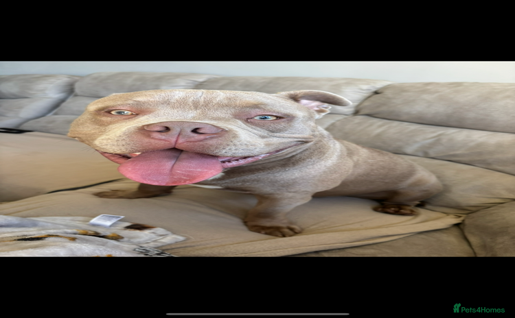 American Bully dogs - Advert 1