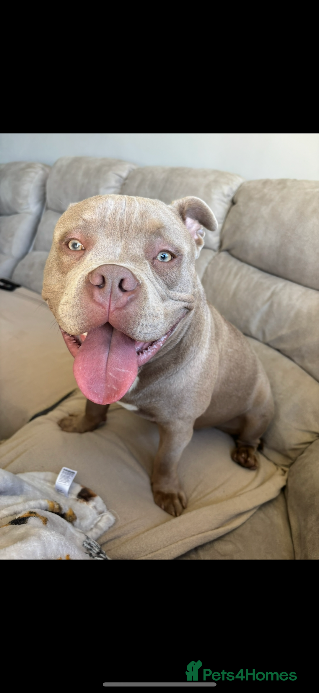 American Bully dogs for sale: BEAUTIFUL POCKET BULLY - Image 1
