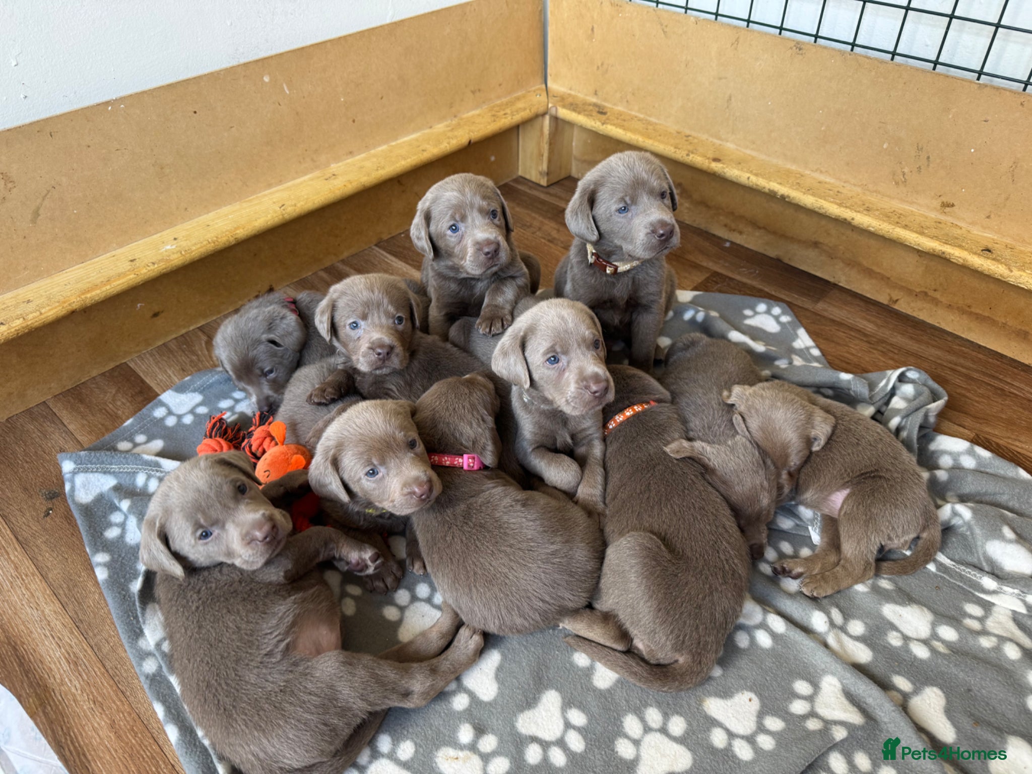 Labrador Retriever dogs KC registered Silver Labrador puppies  - Advert 16