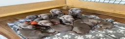 Labrador Retriever dogs for sale: Ready to leave 3 girls KC Silver Labrador puppies  - Advert 9