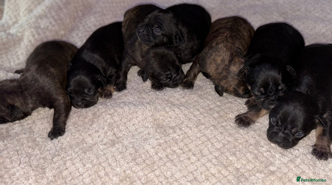 Mixed Breed dogs for sale: 7 Beautiful French Bulldog/cocker spaniel puppies. - Image 11