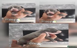 Staffordshire Bull Terrier dogs for sale: 7 Beautiful Staffordshire bull terrier puppies  - Image 3