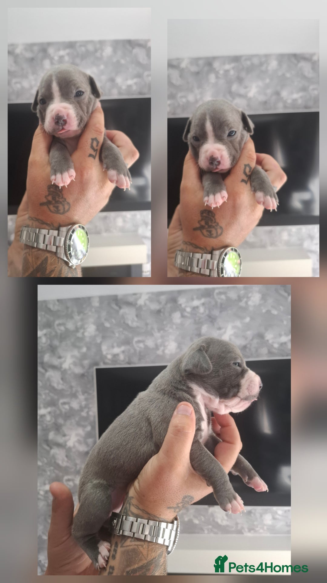 Staffordshire Bull Terrier dogs for sale: 7 Beautiful Staffordshire bull terrier puppies  - Image 3