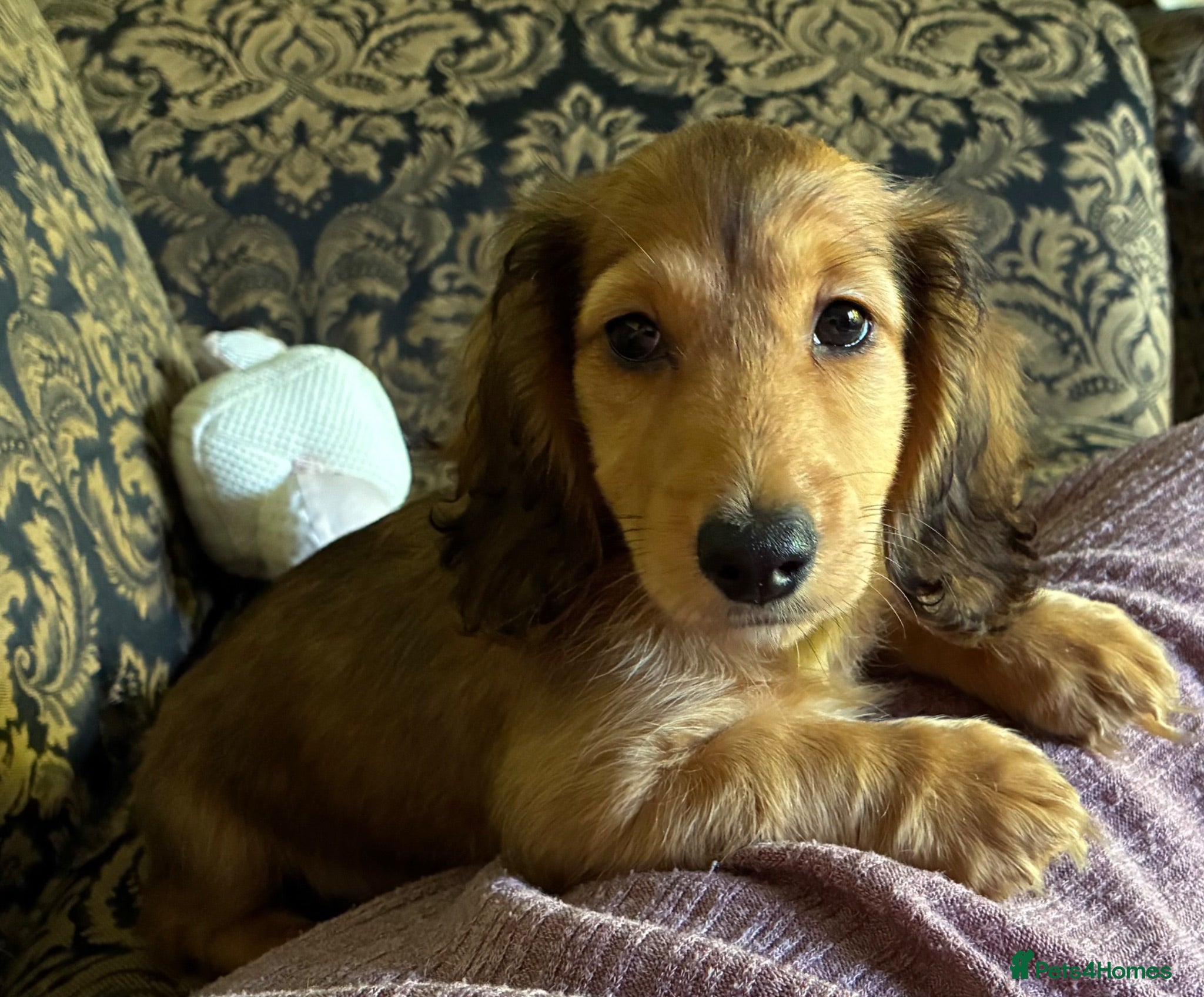 Miniature Dachshund dogs GORGEOUS KC reg PRA CLEAR MINI DACHSHUND PUPPIES - Advert 2