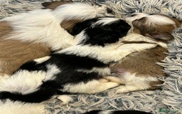 Shih Tzu dogs for sale: Shih tzu puppies for sale - Image 3