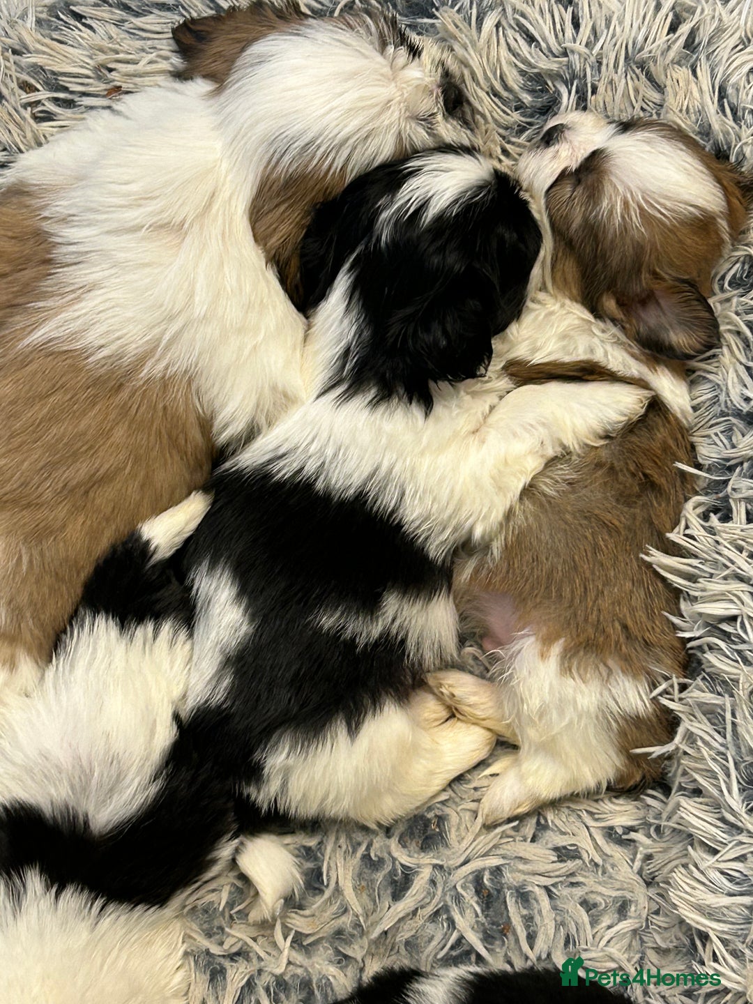 Shih Tzu dogs for sale: Shih tzu puppies for sale - Image 3