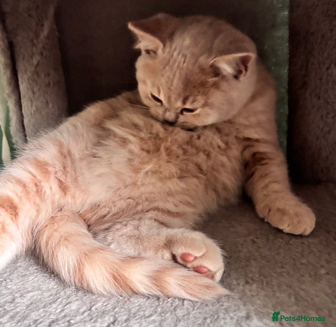 British Longhair cats for sale: **GCCF Registered British Shorthair Kitten** - Image 4