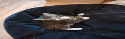 Mixed Breed cats for sale: 3 kittens Bengal X  - Advert 7