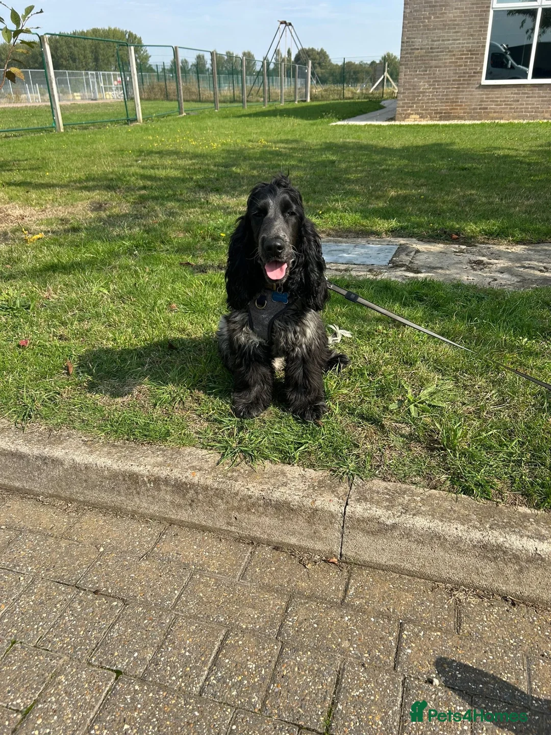 Cocker Spaniel dogs for sale: 2 Year old Male Cocker Spaniel - Advert 6