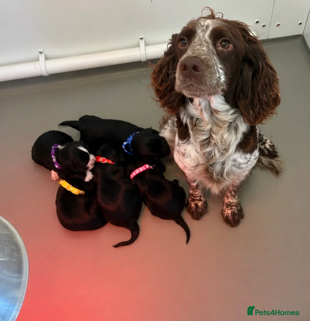 Cockapoo dogs for sale: 5 beautiful cockapoo pups  - Advert 1