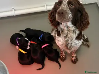 Cockapoo dogs 5 beautiful cockapoo pups - Advert 11