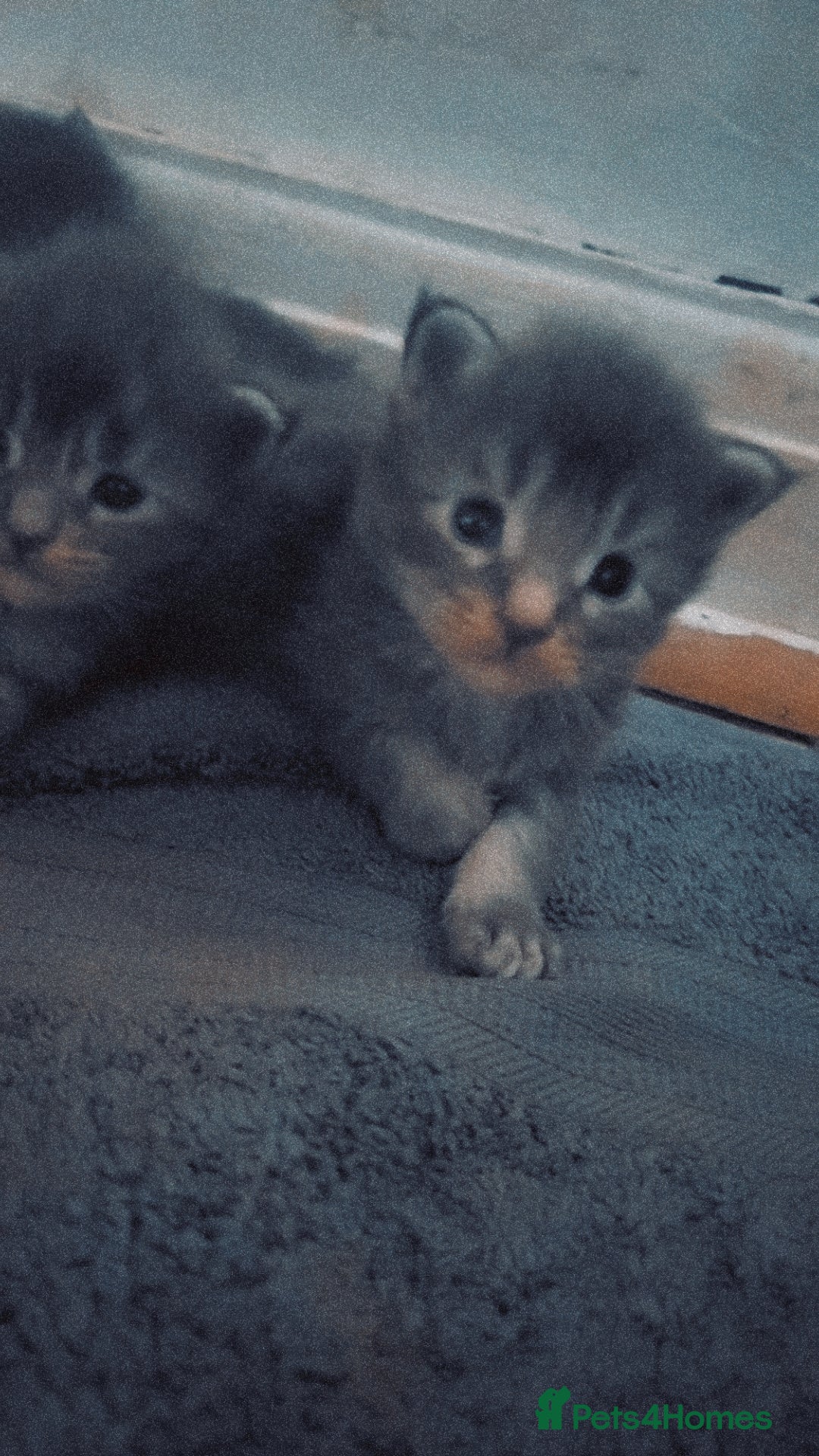 Maine Coon cats for sale: Maincoon kittens - Image 4