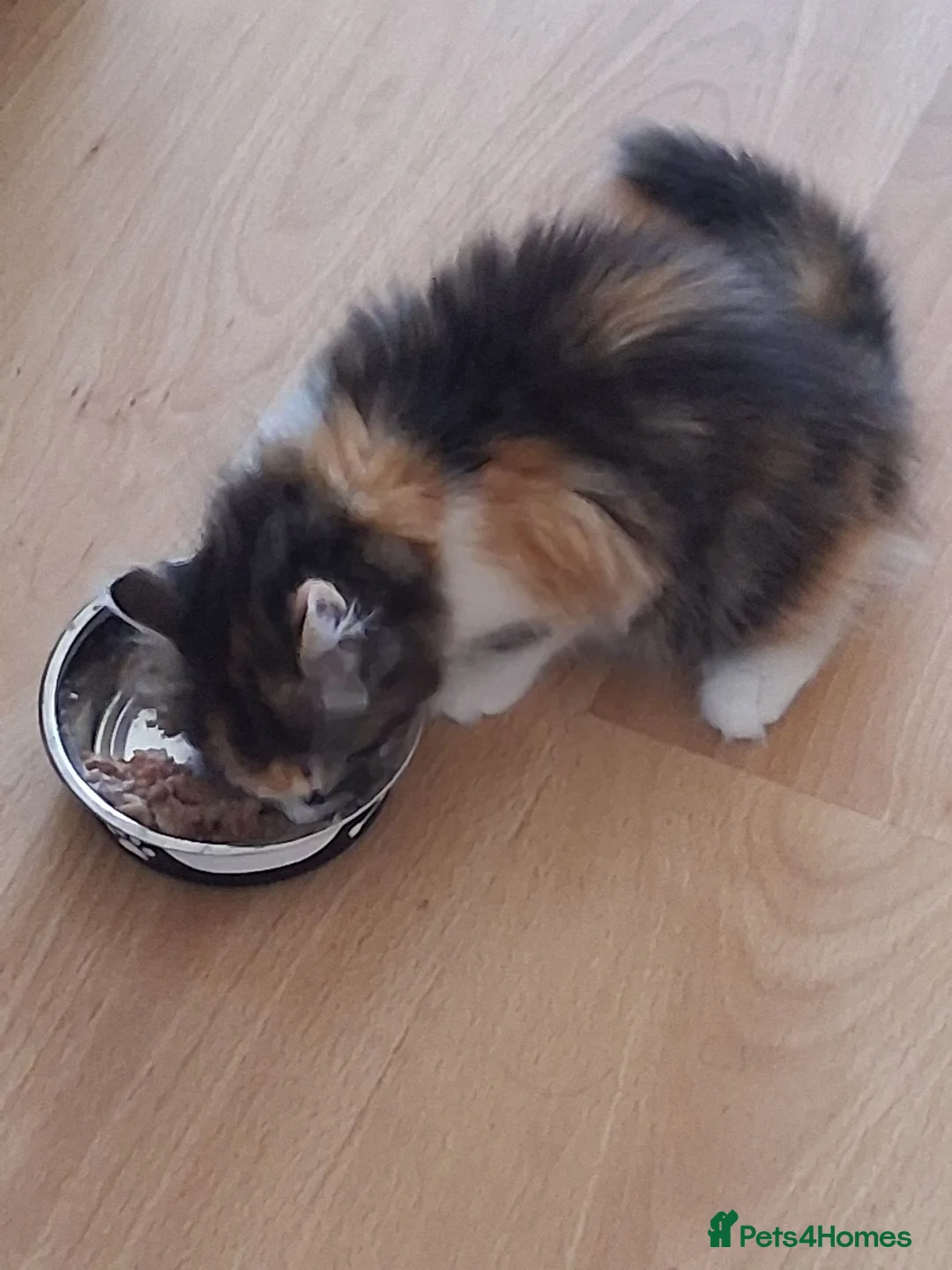 Domestic Shorthair cats for sale: Kitten ready to leave with toys - Advert 2