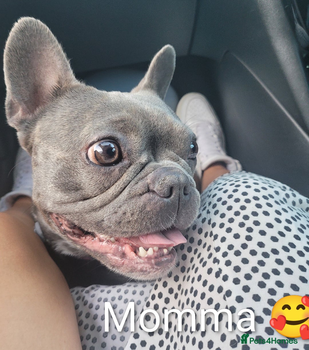 French Bulldog dogs for sale: Stunning French bulldog puppies 🐕 - Image 34