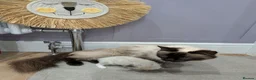 Ragdoll cats for sale: Beautiful Ragdolls - Advert 13