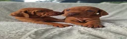 Hungarian Vizsla dogs for sale: Beautiful Hungarian Vizsla Puppies For Sale  in Aberystwyth - Advert 8