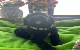 Miniature Poodle dogs for sale: KC Activity registered miniature poodles - Image 8